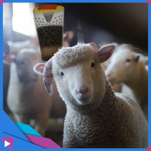 Pułapka na Muchy i Komary z Wabikiem – Worek Bio na Owady, Bez Chemii, 1 szt. ASATO® Pułapka na Muchy i Komary z Wabikiem – Worek Bio na Owady, Bez Chemii, 1 szt. ASATO®